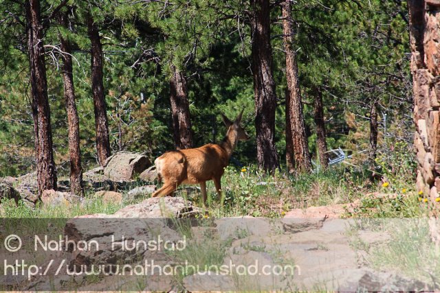A mule deer walks by on Lookout Mountain